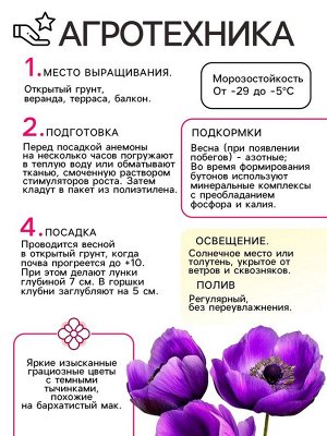 Анемона корончатая «Сильфида», многолетник, луковица р-р 6/7, 10 шт.