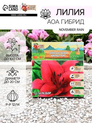 Лилия АОА гибрид November Rain, луковица в пакете с перфорацией, р-р 12/14, 2 шт.