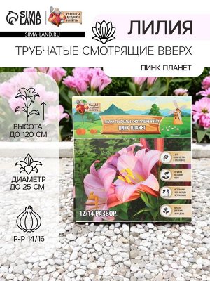 Лилии Трубчатые смотрящие вверх Pink Planet, луковица в пакете с перфорацией, р-р 14/16, 2 шт.