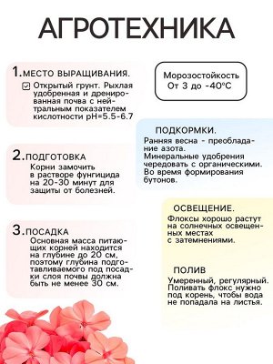 Флокс метельчатый «Тенор», корневище в пакете с торфогрунтом, р-р I, 2 шт.