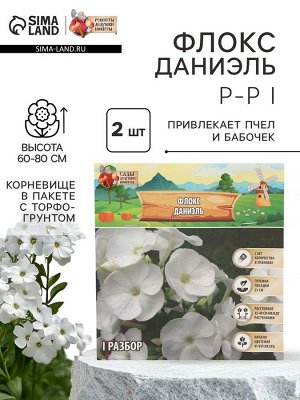 Флокс "Даниэль" р-р I, 2 шт, Весна 2025
