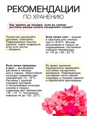 Флокс метельчатый «Тенор», корневище в пакете с торфогрунтом, р-р I, 2 шт.