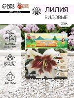 Лилии видовые &quot;Zeba&quot;, р-р 12/14, 2 шт, Весна 2025