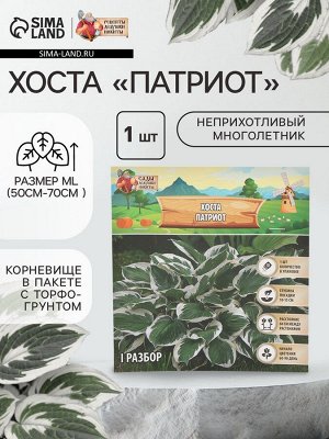 Хоста "Патриот", р-р I, 1 шт, Весна 2025