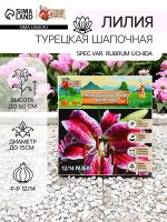 Лилия Турецкая шапочная &quot;Spec.Var. Rubrum Uchida&quot;, р-р 12/14, 2 шт.