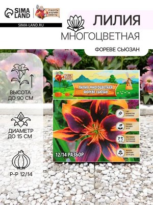 Лилия Многоцветная «Фореве сьюзан», луковица в пакете с перфорацией, р-р 12/14, 3 шт.