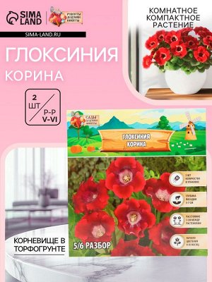 Глоксиния «Корина», многолетник, комнатный, луковица в пакете с перфорацией, р-р 5/6, 2 шт.