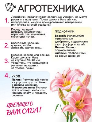Лилейник Roswitha, многолетник, корневище в пакете с торфогрунтом, р-р I, 1 шт.
