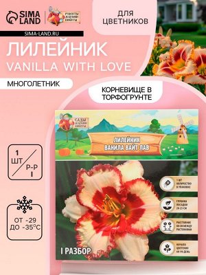 Лилейник Vanilla With Love, многолетник, корневище в пакете с торфогрунтом, р-р I, 1 шт.
