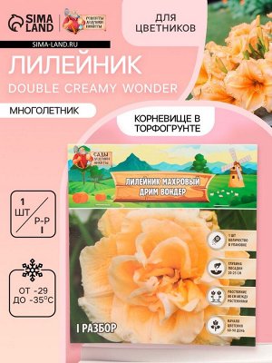 Лилейник "Double Creamy Wonder", р-р I, 1 шт, Весна 2025