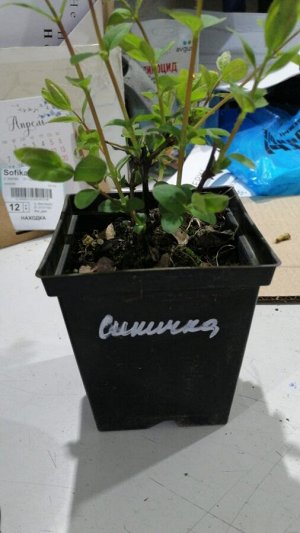 Жимолость Cиничка, саженец