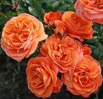 Семенной картофель, цветы, семена в наличии