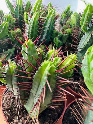 Эуфорбия Euphorbia Enopla