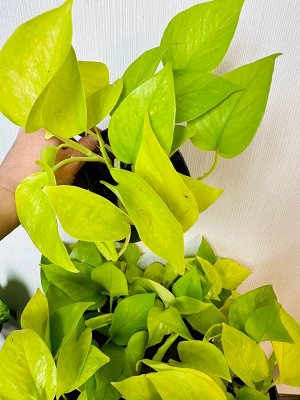 Эпипремнум Golden Pothos