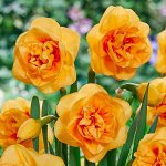 Нарцисс махровый Боаз