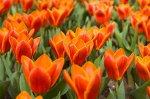 Тюльпан гибрид кауфмана Эрли Харвест
