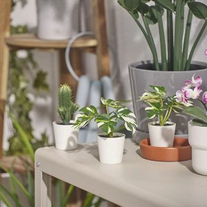 FEJKA, Искусственное комнатное растение в горшке, Монстера, внутри/снаружи, 6 см