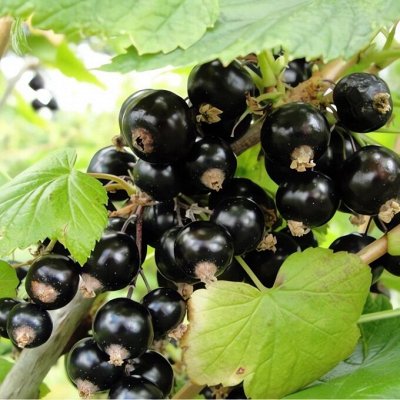 Саженцы: Лучшие сорта смородины: Белая, Красная, Черная