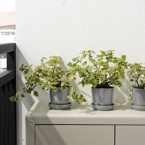 ЦИТРУСОВЫЙ ФРУКТ, горшок для растений с блюдцем, серый, 9 см
