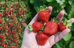 Клубника Гирлянда ремонтантная