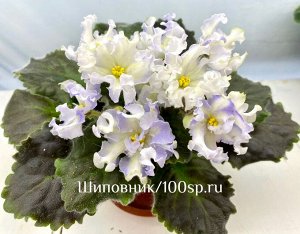 Фиалка РМ-Лунный Король, новинка!