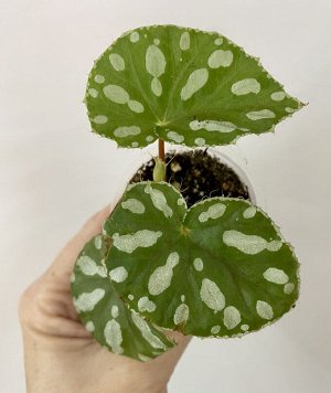 Бегония  Jiewhoei Kiew (Природник) с иридизацией