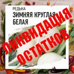 Редька. Дайкон. Репа