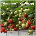 Клубника Хадемар ремонтантная