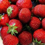 Клубника Выставочная
