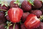 Рассада клубники🍓