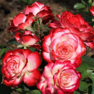 Садовые Розы из Питомника! Акция 20-25%
