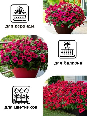 Семена Цветов Петуния "Тайдал Вейв Ред Велюр", 5 шт
