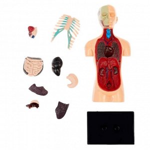 Научный опыт «Анатомия человека»