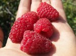 Казаковская новинка