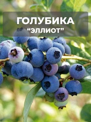 Голубика Эллиот