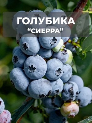 Голубика Сиерра