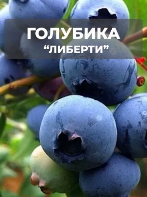 Голубика Либерти