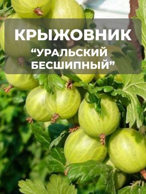 Крыжовник Уральский бесшипный зеленый