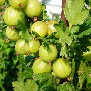 Крыжовник Уральский бесшипный зеленый