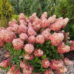Гортензии 2х летки🌸 перезимовавшие на ДВ