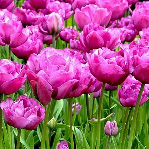 Бэкпакер Махровые поздние тюльпаны - имеют густомахровые цветы, внешне напоминающие цветы пионов, поэтому их часто называют пионовидными. Махровые поздние тюльпаны имеют крепкие цветоносы высотой 45-6