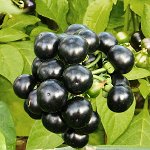 ПС Паслён Сараха~25318