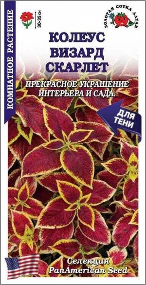 Цветы Колеус Визард Скарлет ЦВ/П (СОТКА) 10шт комнатное 30-35см