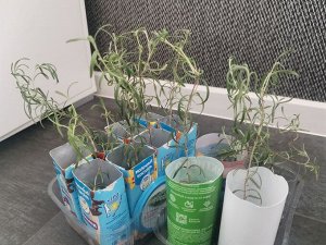Розмарин остался 1 стакан корни большие, пора высаживать)