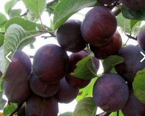 САЖЕНЦЫ СЛИВЫ КУБАНСКАЯ КОМЕТА
