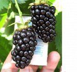 Ежевика кустистая Арапахо