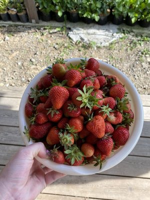 Клубника Азия