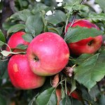 ЯБлоня крупноплодная  Благая Весть