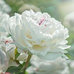 Декорат: розы, сирень, гортензия, пионы🌹