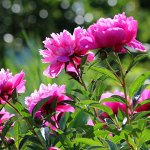 Декорат: розы, сирень, гортензия, пионы🌹